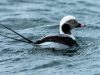 เป็ดหางยาว Long-tailed Duck