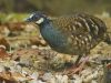 นกกระทาดงมลายู Malaysian Partridge