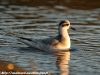 นกลอยทะเลสีแดง Red Phalarope