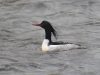 เป็ดปากยาวข้างลาย Scaly-sided Merganser