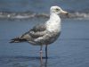 นกนางนวลหลังเทา Slaty-backed Gull