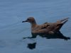 นกจมูกหลอดหางพลั่ว Wedge-tailed Shearwater
