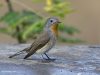 นกจับแมลงพันธุ์ยุโรป Red-breasted Flycatcher