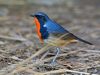 นกเขนน้อยอกเพลิง Firethroat