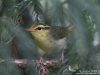 นกกระจิ๊ดหางขาวตะวันออก Hartert’s Leaf Warbler