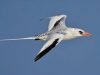 นกร่อนทะเลปากแดง Red-billed Tropicbird