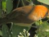 นกปากนกแก้วหัวสีส้ม Rufous-headed Parrotbill