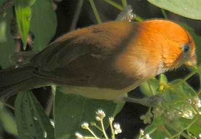 นกปากนกแก้วหัวสีส้ม Rufous-headed Parrotbill