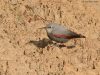 นกไต่ผา  Wallcreeper