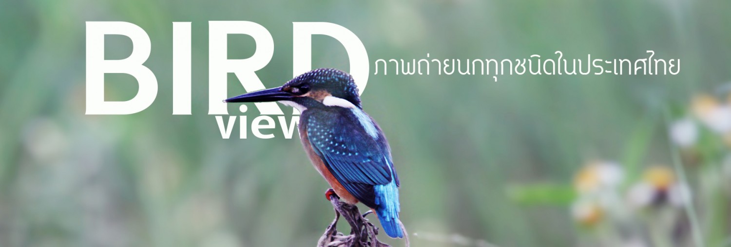 ภาพถ่ายนกทุกชนิดที่พบในประเทศไทย