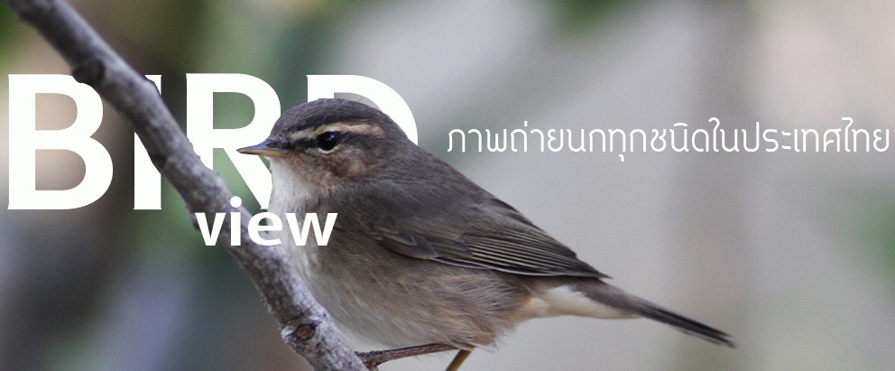 ภาพถ่ายนกทุกชนิดที่พบในประเทศไทย