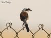 นกอีเสือหลังแดงตะโพกเทา	Bay-backed Shrike