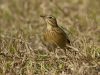 นกเด้าดินทุ่งพันธุ์รัสเซีย	  Blyth’s Pipit