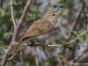 นกพงนาพันธุ์อินเดีย	Blyth’s Reed Warbler