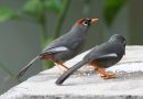 นกกะรางวงตาขาว  Spectacled Laughingthrush