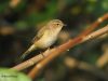 นกกระจิ๊ดชิฟแชฟ Common Chiffchaff
