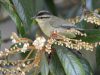 นกกระจิ๊ดภูเขา	Mountain Leaf Warbler
