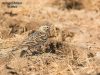นกจาบฝนนิ้วสั้น Mongolian Short-toed Lark