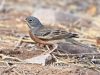 นกจาบปีกอ่อนหัวเทาปากส้ม	Grey-necked Bunting