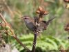 นกกระจ้อยอกลายจุด	Spotted Bush Warbler