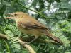 นกพงปากยาว	Large-billed Reed Warbler