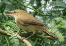 นกพงปากยาว	Large-billed Reed Warbler