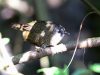 นกจู๋เต้นหางยาว	Grey-bellied Wren Babbler