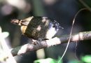 นกจู๋เต้นหางยาว	Grey-bellied Wren Babbler