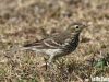 นกเด้าดินพันธุ์ไซบีเรีย	Buff-bellied Pipit
