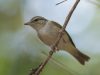 นกกระจิ๊ดซาคาลิน Sakhalin Leaf Warbler