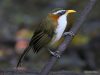 นกระวังไพรหลังแดง	Chestnut-backed Scimitar Babbler