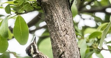 นกหัวขวานด่างแคระปักษ์ใต้	Sunda Pygmy Woodpecker