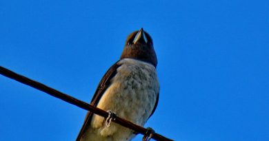 นกแอ่นพงท้องขาว	White-breasted Woodswallow
