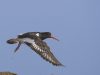 นกพรานหอย Eurasian Oystercatcher