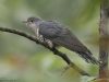 นกคัคคูเหยี่ยวภูเขา Dark Hawk Cuckoo