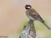 นกจาบปีกอ่อนป่าสน Pine Bunting