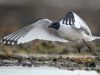 นกนางนวลปลายปากเหลือง Sabine’s Gull