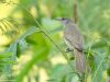 นกปรอดอิระวดี (Ayeyarwady Bulbul)