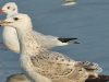นกนางนวลพันธุ์มองโกเลีย Mongolian Gull
