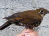 นกเดินดงหิมาลัย Himalayan Thrush
