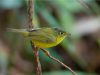 นกกระจ้อยวงตาสีทองพันธุ์จีน Martens’s Warbler