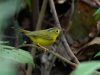 นกกระจ้อยวงตาสีทองแถบปีกเหลือง Bianchi’s Warbler