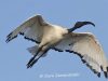 นกช้อนหอยขาวแอฟริกา African Sacred Ibis