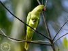 นกแก้วคอแหวนสีกุหลาบ Rose-ringed Parakeet