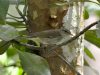 นกกระจิ๊ดพันธุ์ญี่ปุ่น Japanese Leaf