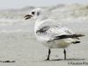 นกคิตติเวกขาดำ Black-legged Kittiwake 