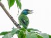 นกโพระดกเขาหลวง Chersonese Barbet