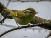 นกกระจิ๊ดหางขาวหิมาลัย Blyth’s Leaf Warbler 