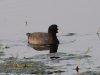 นกคู้ต Eurasian Coot