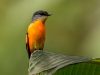 นกพญาไฟคอเทาปักษ์ใต้ Grey-throated Minivet